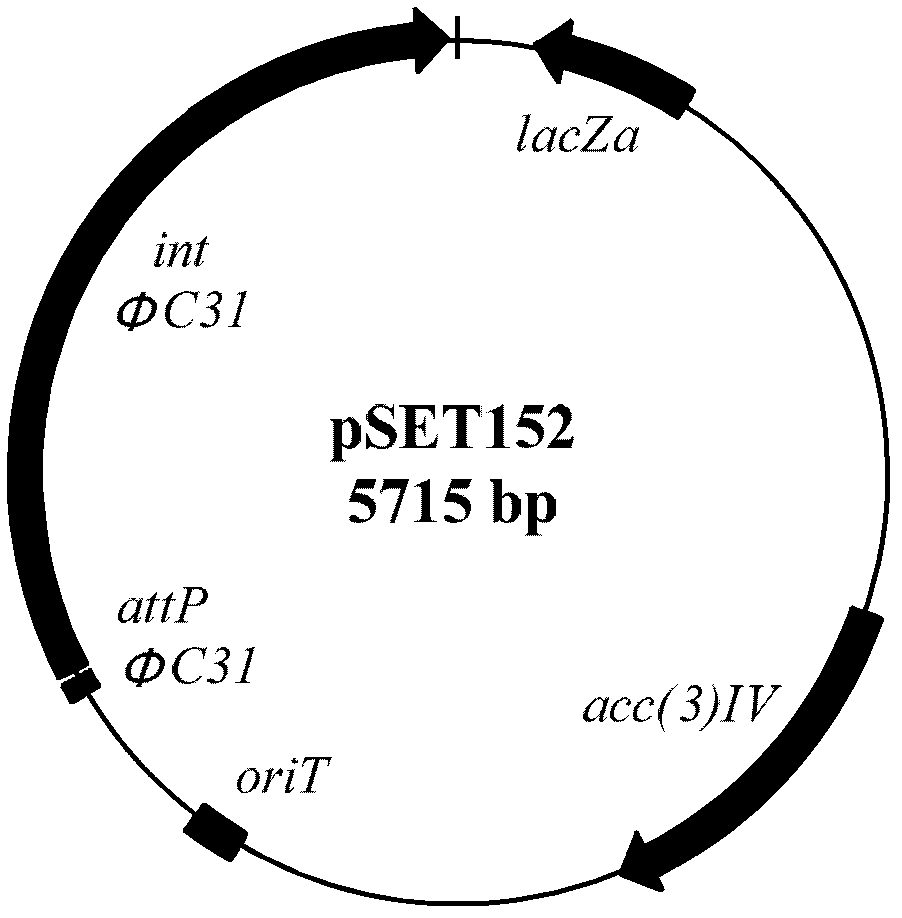 Method for constructing gene engineering FK506 high-producing strain and streptomyces tsukubaensis high-producing strain