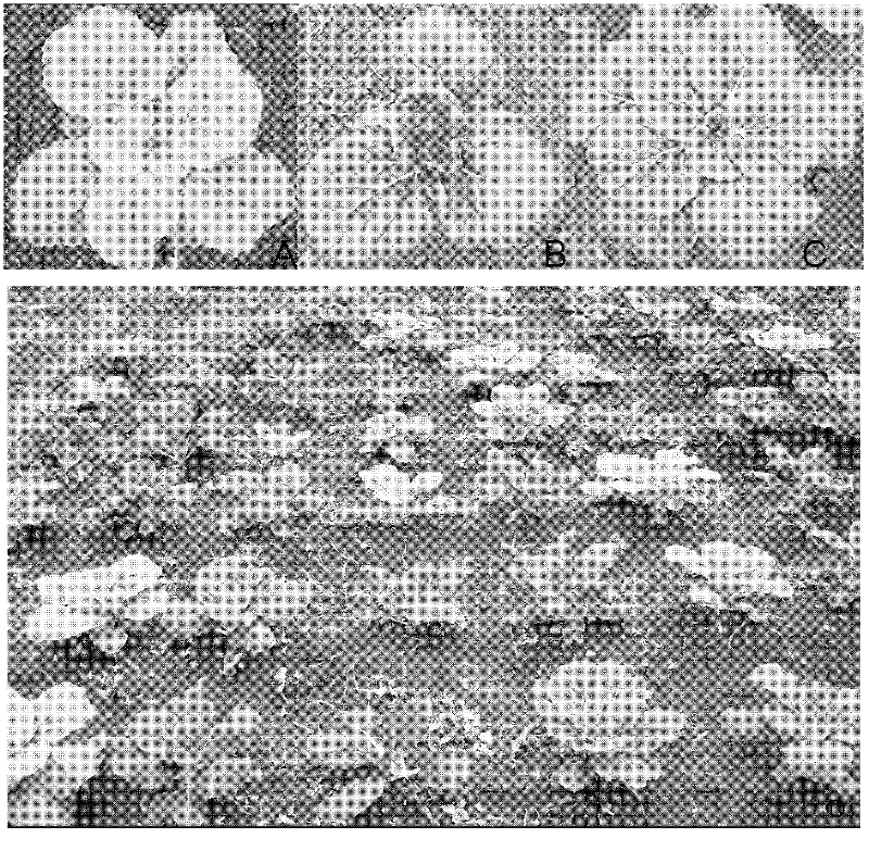 Method and pair of special primers for identifying purple properties of Chinese cabbages