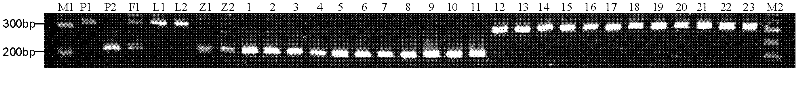 Method and pair of special primers for identifying purple properties of Chinese cabbages