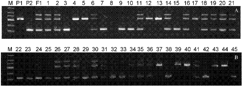 Method and pair of special primers for identifying purple properties of Chinese cabbages