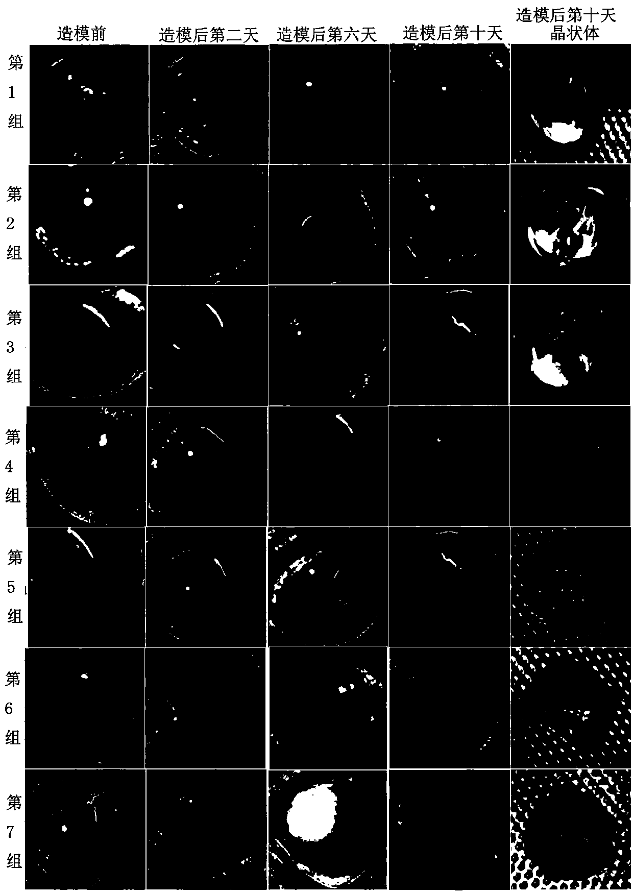 Establishing method of cataract model for live dogs