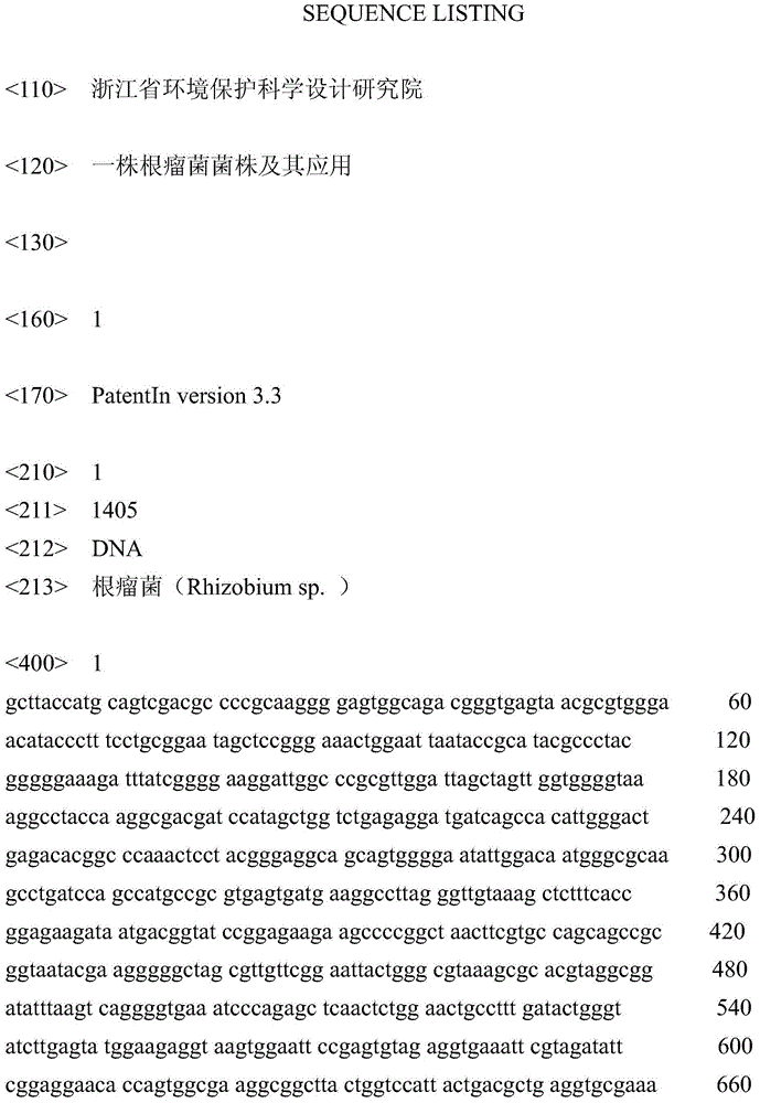 Rhizobium strain and application thereof