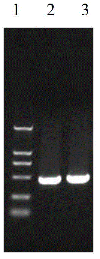 Luciferase labeling system of ectromelia virus and application of luciferase labeling system