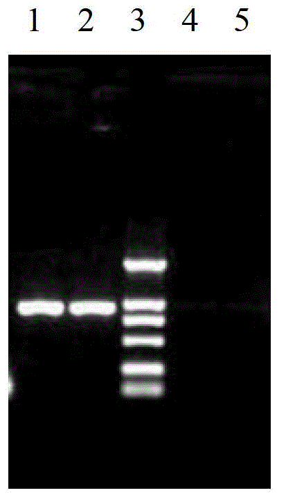 Luciferase labeling system of ectromelia virus and application of luciferase labeling system