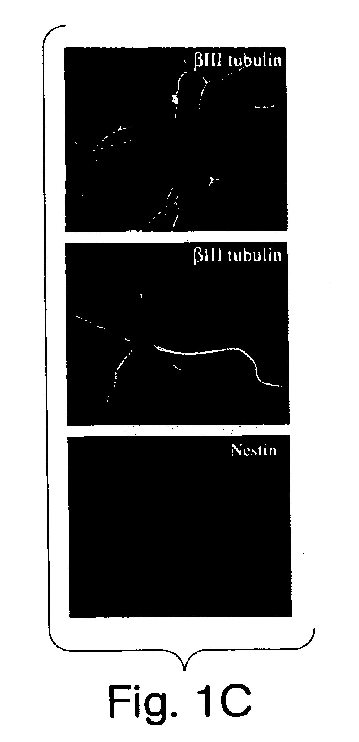 Multipotent stem cells from peripheral tissues and uses thereof