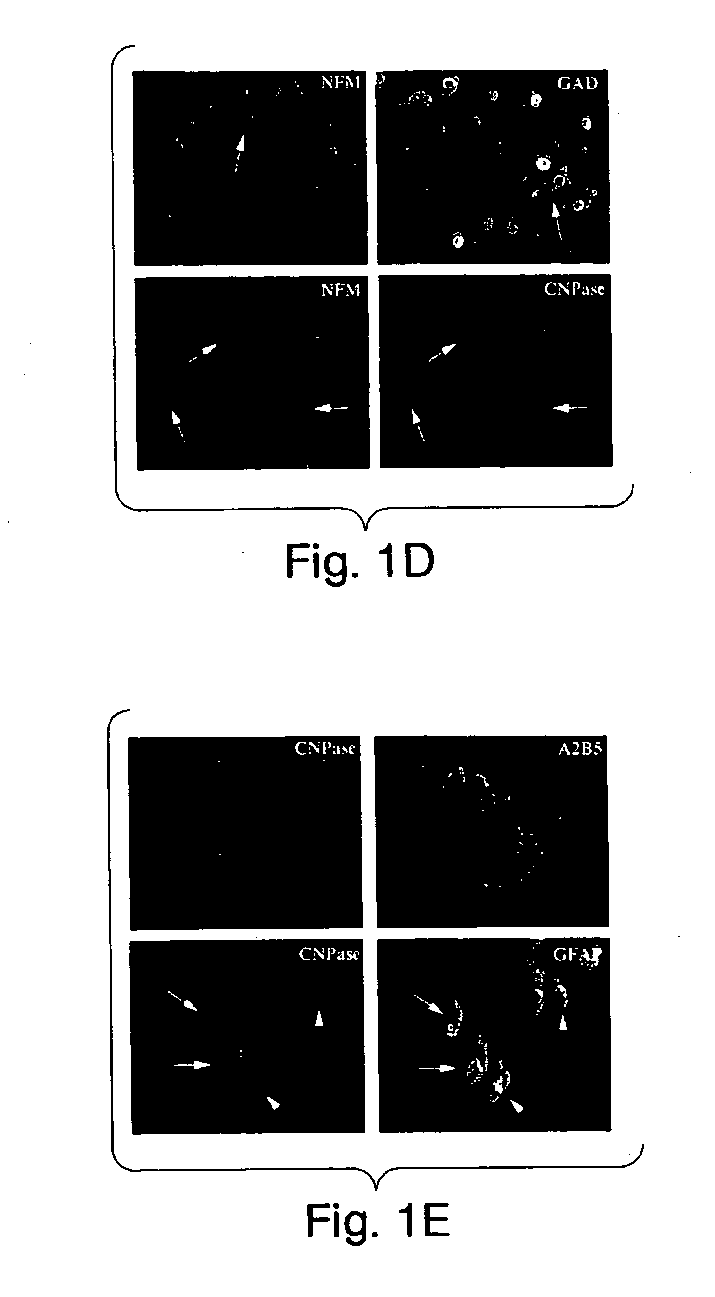 Multipotent stem cells from peripheral tissues and uses thereof