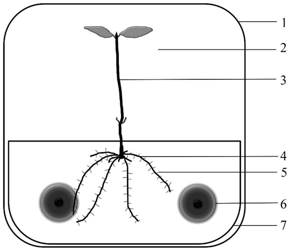 A kind of method for in vitro symbiosis culture of chestnut and fungus