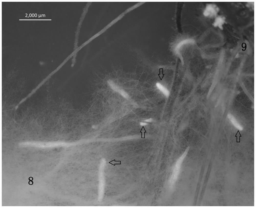 A kind of method for in vitro symbiosis culture of chestnut and fungus