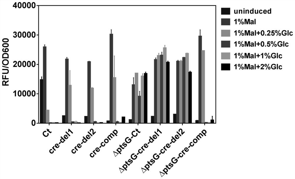 Optimized Maltose Promoter Mutants and Their Applications