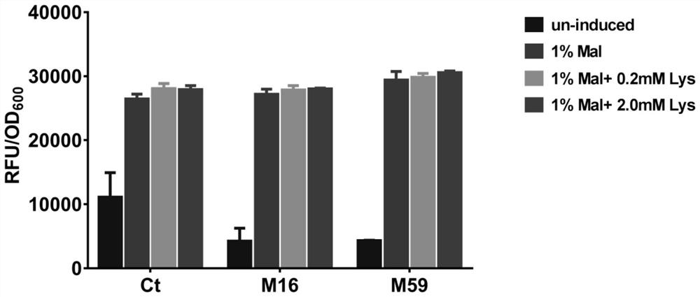 Optimized Maltose Promoter Mutants and Their Applications