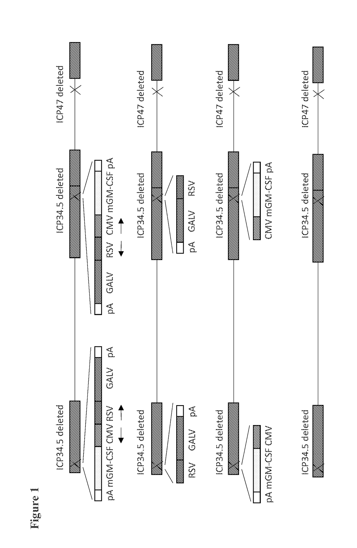 Modified Oncolytic Virus