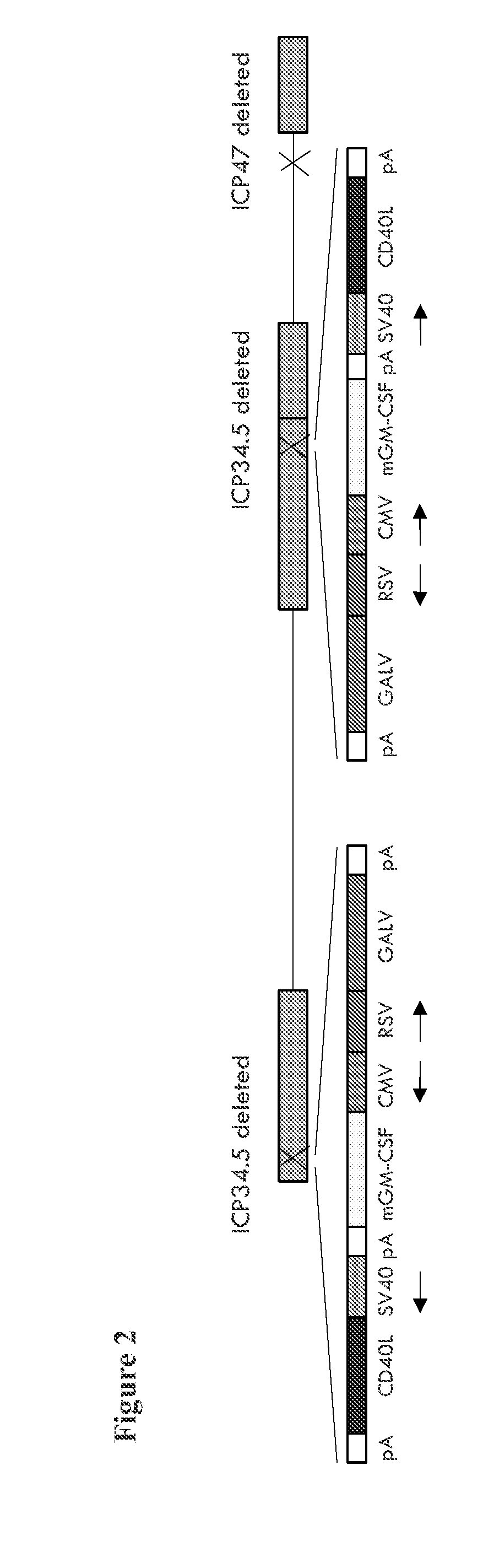 Modified Oncolytic Virus