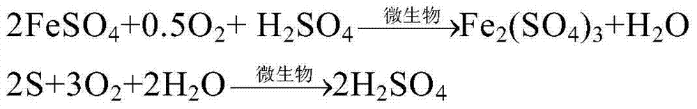 Efficient desulfurizing bacreria and use method thereof in removal of sulfur in iron ore