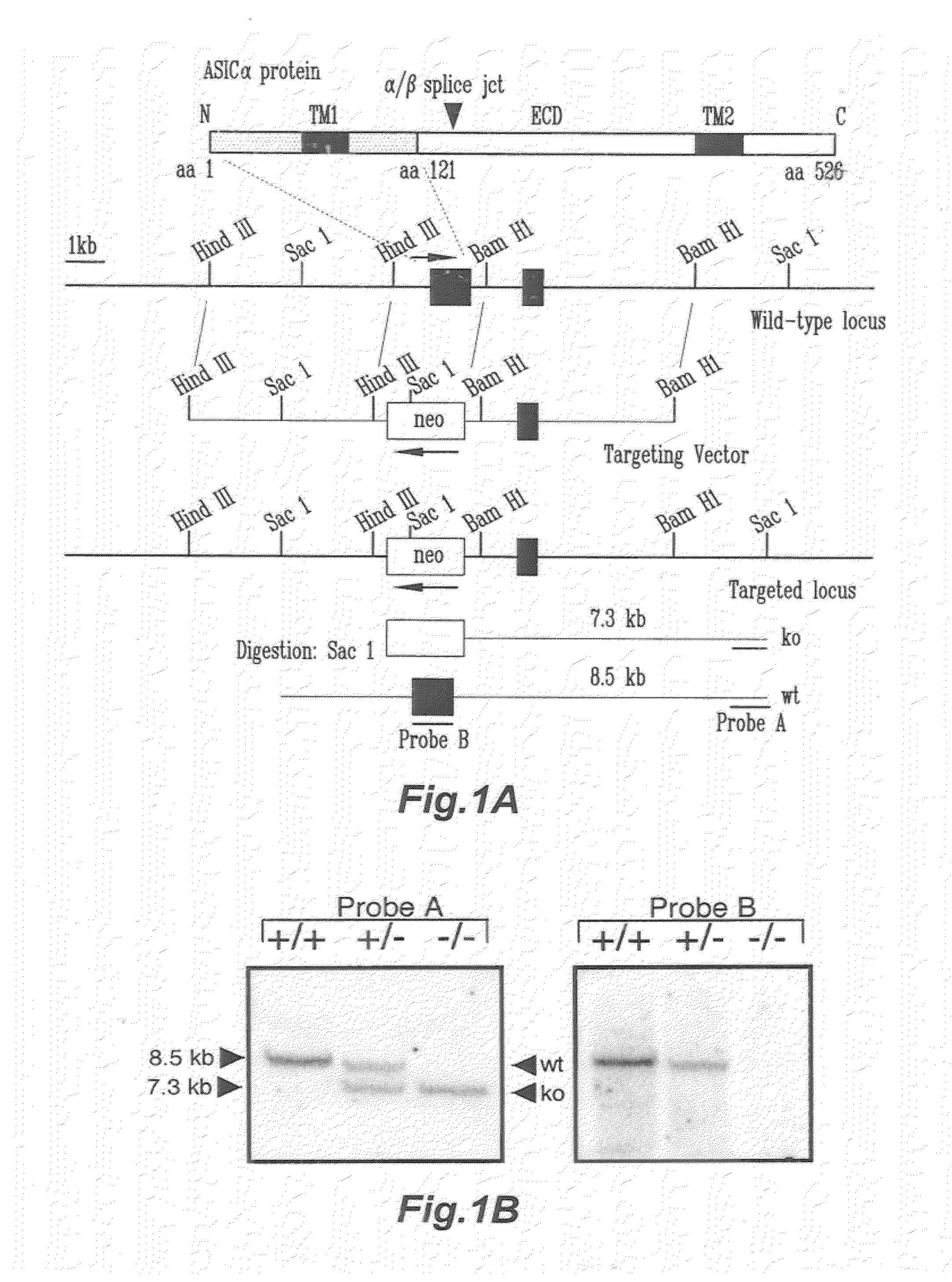 Compositions and methods for modulating the acid-sensing ion channel (ASIC)