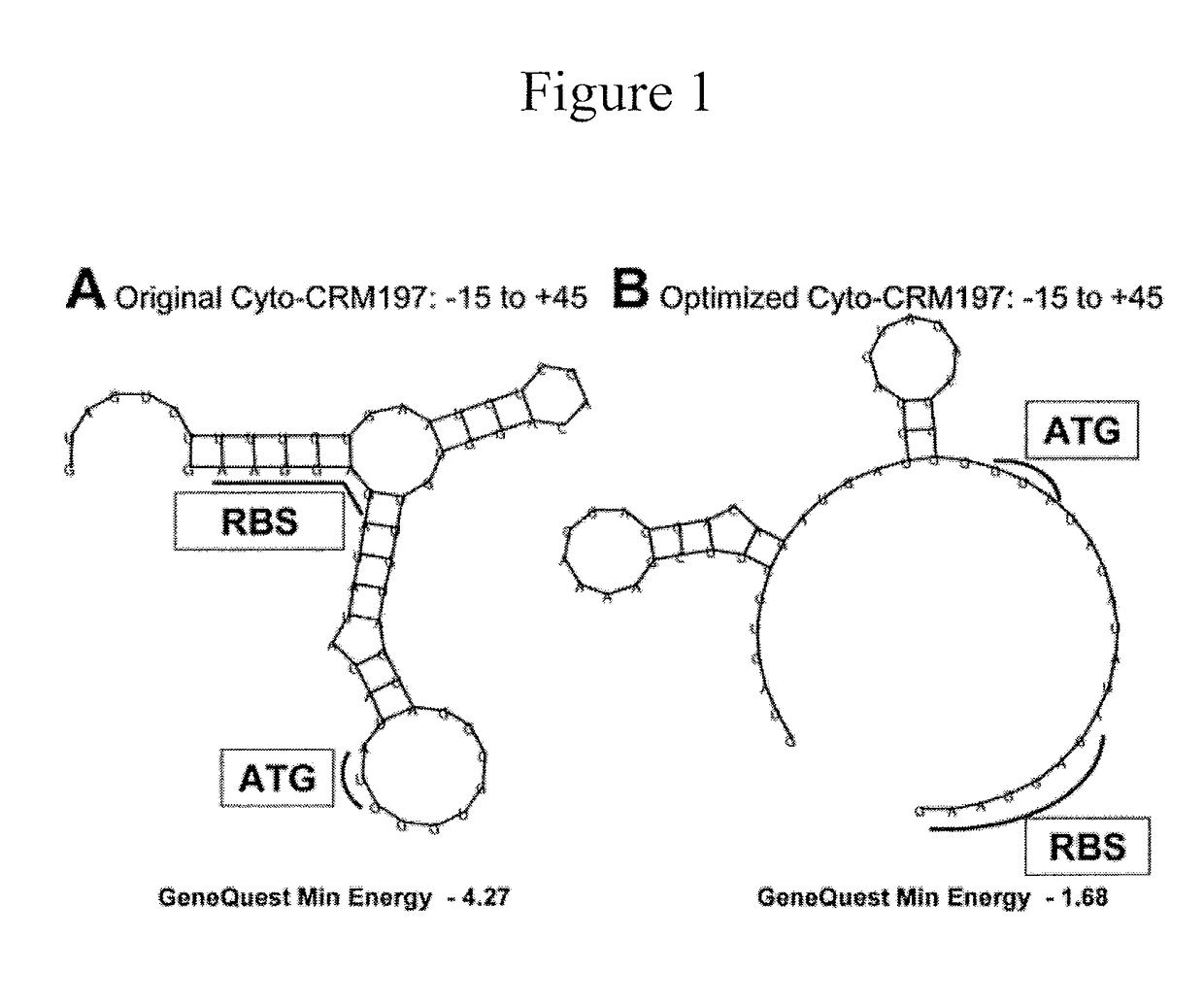 Enhanced Production of Recombinant CRM197 in E. coli