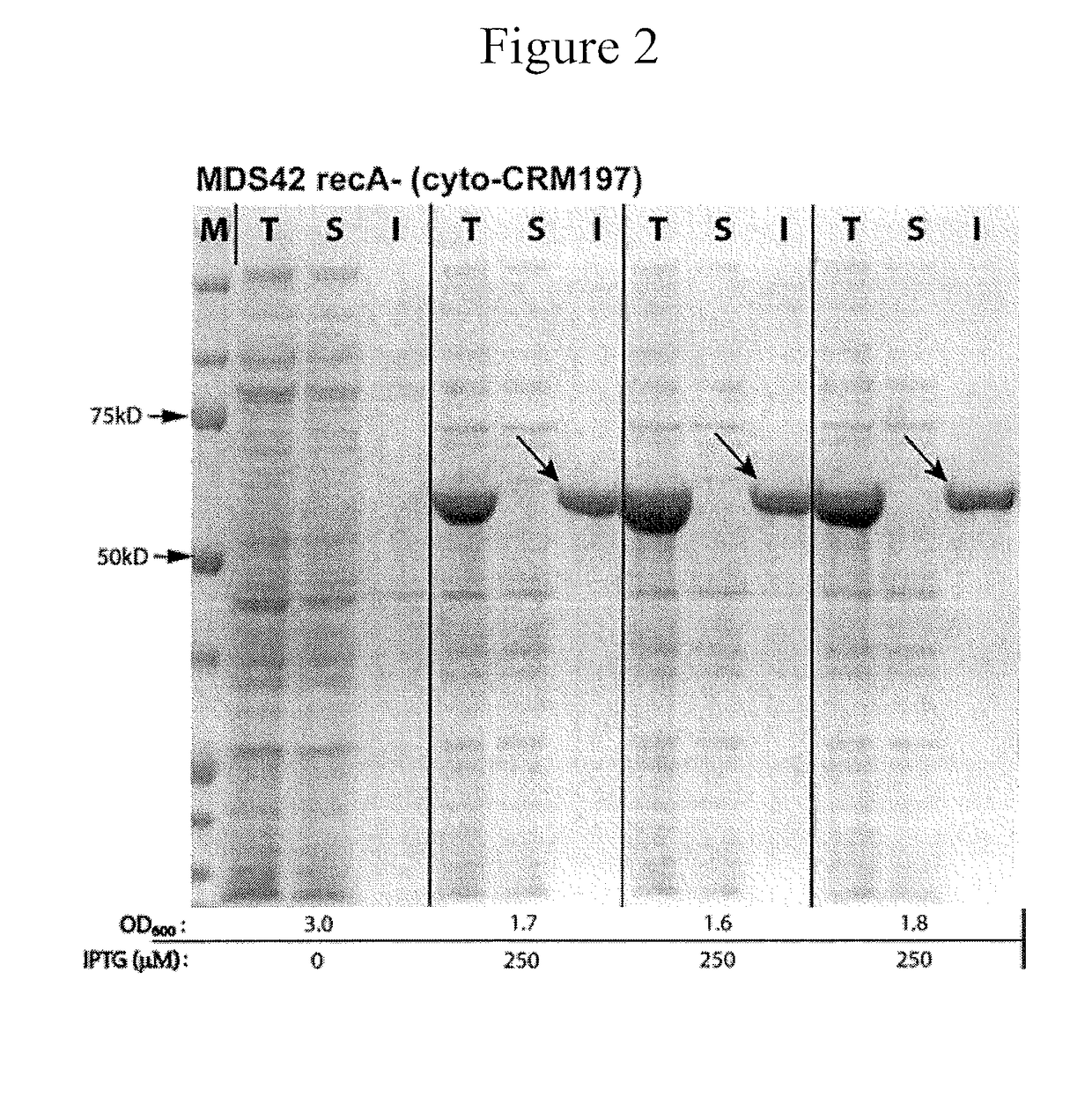 Enhanced Production of Recombinant CRM197 in E. coli