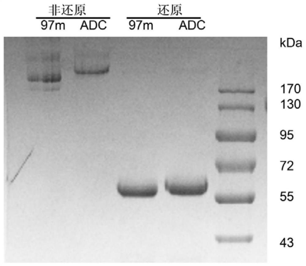 Antibody coupling medicine and application thereof