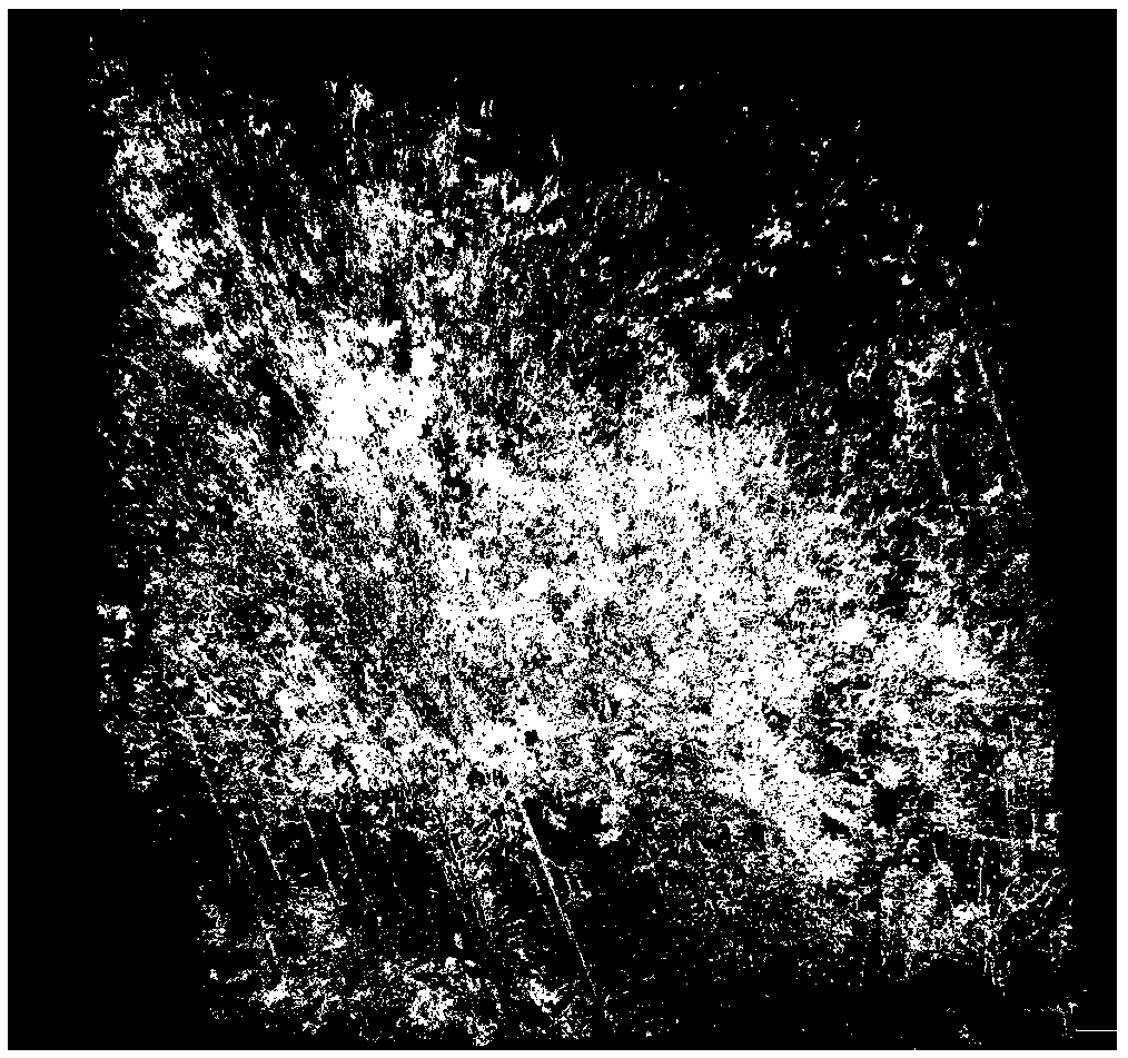 An automatic calculation method of tree diameter at breast height based on ground lidar scanning