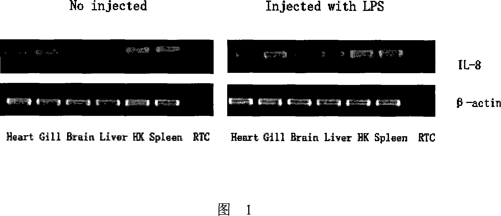 Lateolabrax interleukins 8 gene order