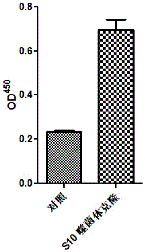 PD-l1 IgV affinity peptide S10 with antitumor activity