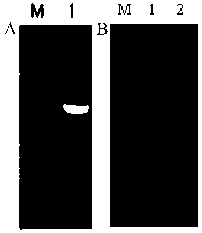 Recombinant nitrilase, coding gene, mutant, engineering bacteria and application thereof