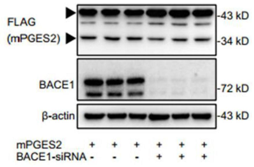 Application of CD4+T cell-derived BACE1, EP2 and EP4 as Alzheimer disease treatment target