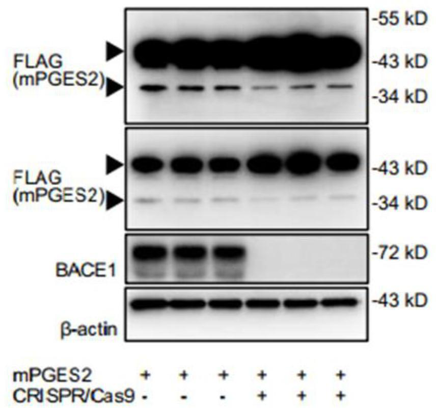 Application of CD4+T cell-derived BACE1, EP2 and EP4 as Alzheimer disease treatment target