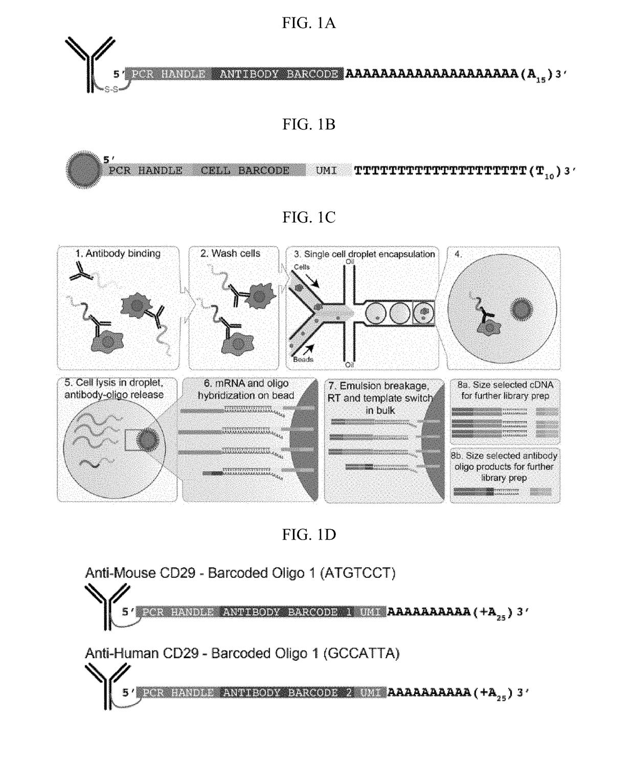 Methods and compositions for identifying or quantifying targets in a biological sample