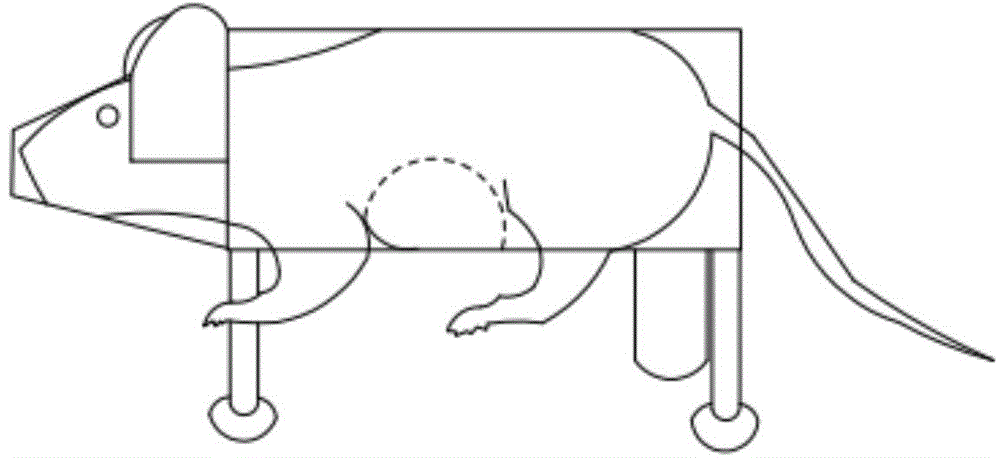 Rat fixator for acupuncture and moxibustion