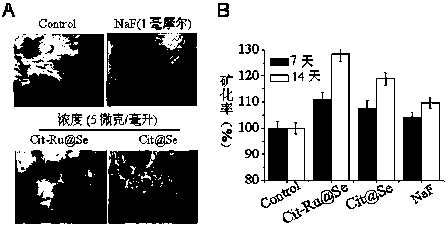 Application of ruthenium complex modified nano selenium in promotion of mesenchymal stem cell in-vitro osteoblast differentiation