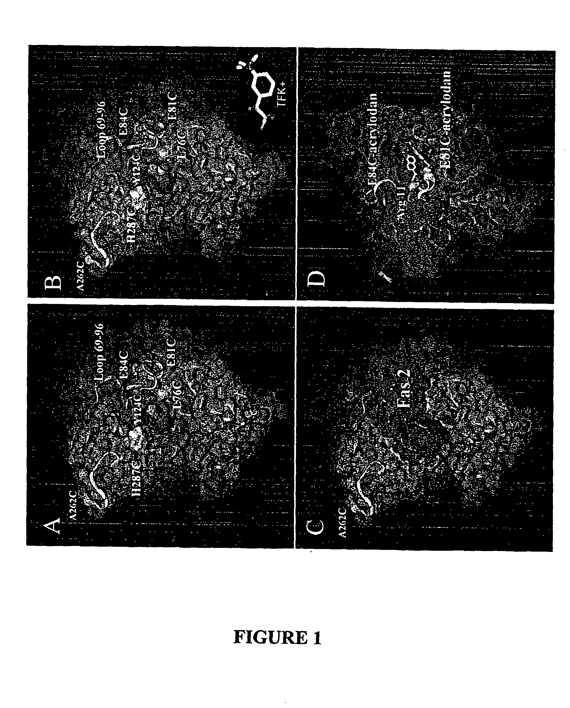 Ligand sensing fluorescent acetylcholinesterase for detection of organophosphate activity