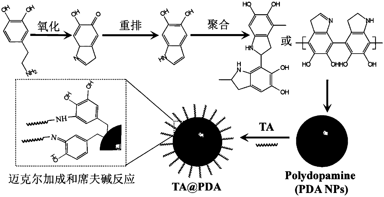 Tumor antigen loaded polydopamine nanoparticles, and preparation method and application thereof