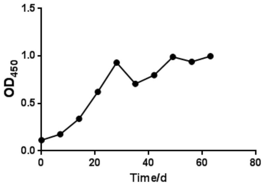 Bovine-derived A-type pasteurella multocida inactivated vaccine as well as preparation method and application thereof