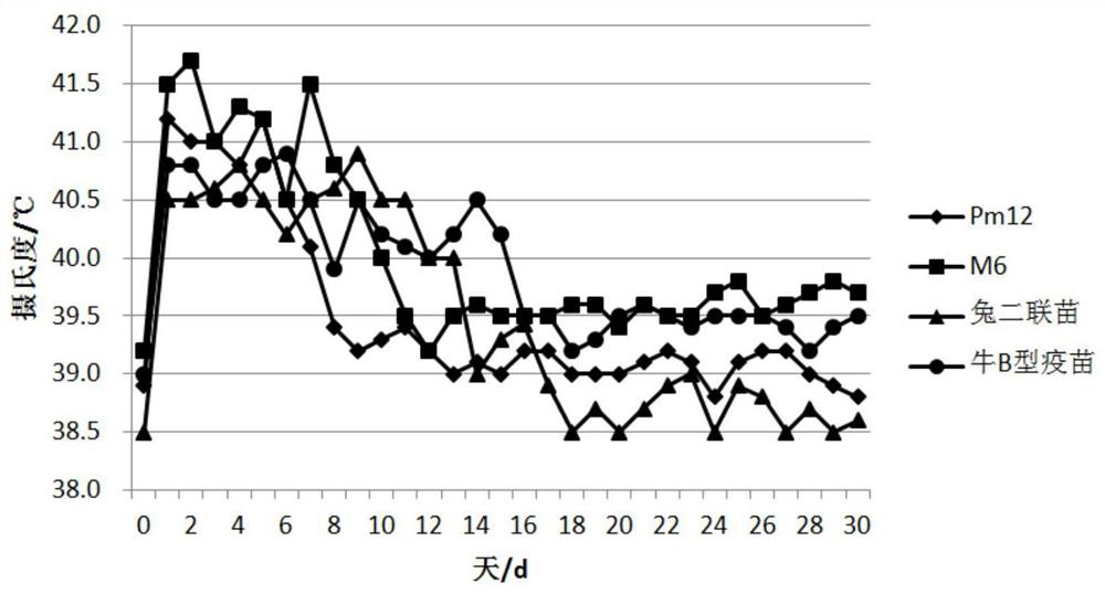 Bovine-derived A-type pasteurella multocida inactivated vaccine as well as preparation method and application thereof