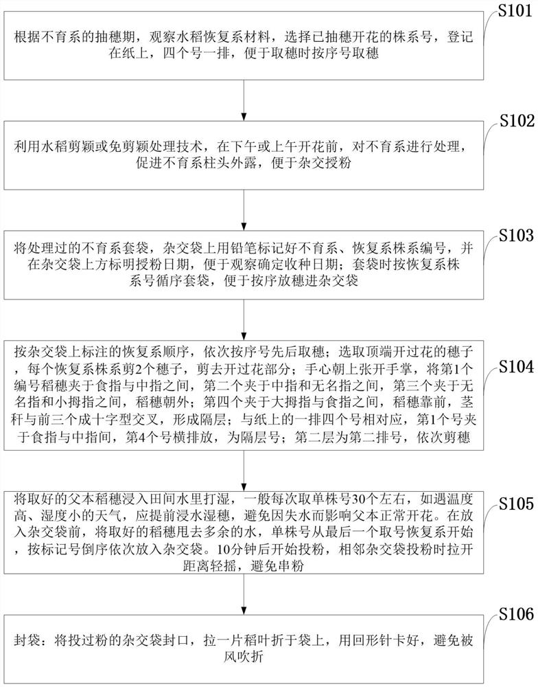 A Method for Measuring, Matching and Picking Ears of a New Hybrid Rice Combination