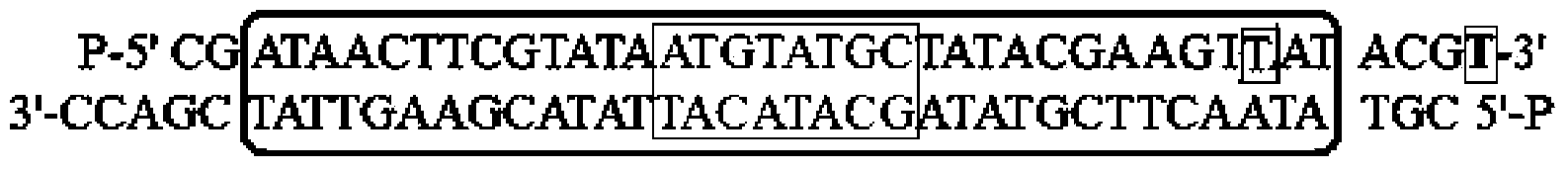 Double chain adaptor, application thereof and method for constructing end-pairing DNA library