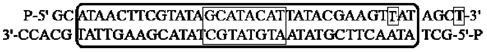 Double chain adaptor, application thereof and method for constructing end-pairing DNA library