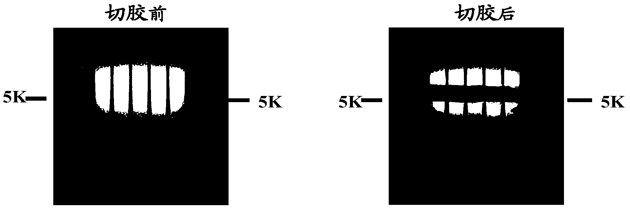 Double chain adaptor, application thereof and method for constructing end-pairing DNA library