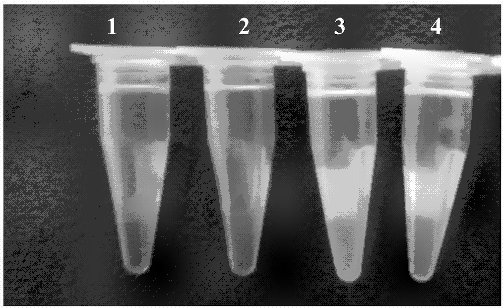 Kit for detecting chicken coryza type Klebsiella on basis of loop-mediated isothermal amplification and detection method of kit