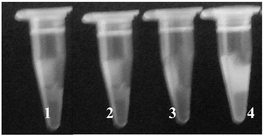 Kit for detecting chicken coryza type Klebsiella on basis of loop-mediated isothermal amplification and detection method of kit