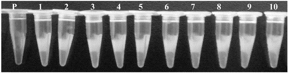 Kit for detecting chicken coryza type Klebsiella on basis of loop-mediated isothermal amplification and detection method of kit