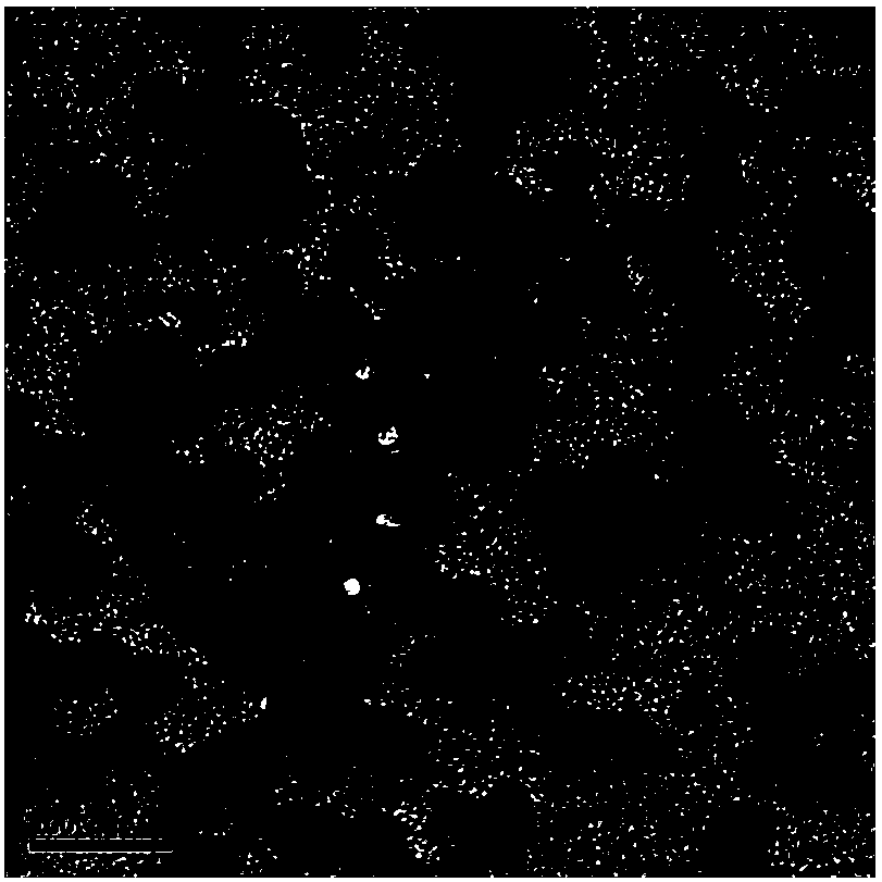 Preparation method and applications of polypyrrole functional nanoparticles stabilized with protein