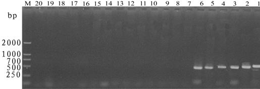 Molecular detection primer of acidovorax avenae subsp. Citrulli and application thereof