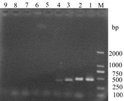 Molecular detection primer of acidovorax avenae subsp. Citrulli and application thereof