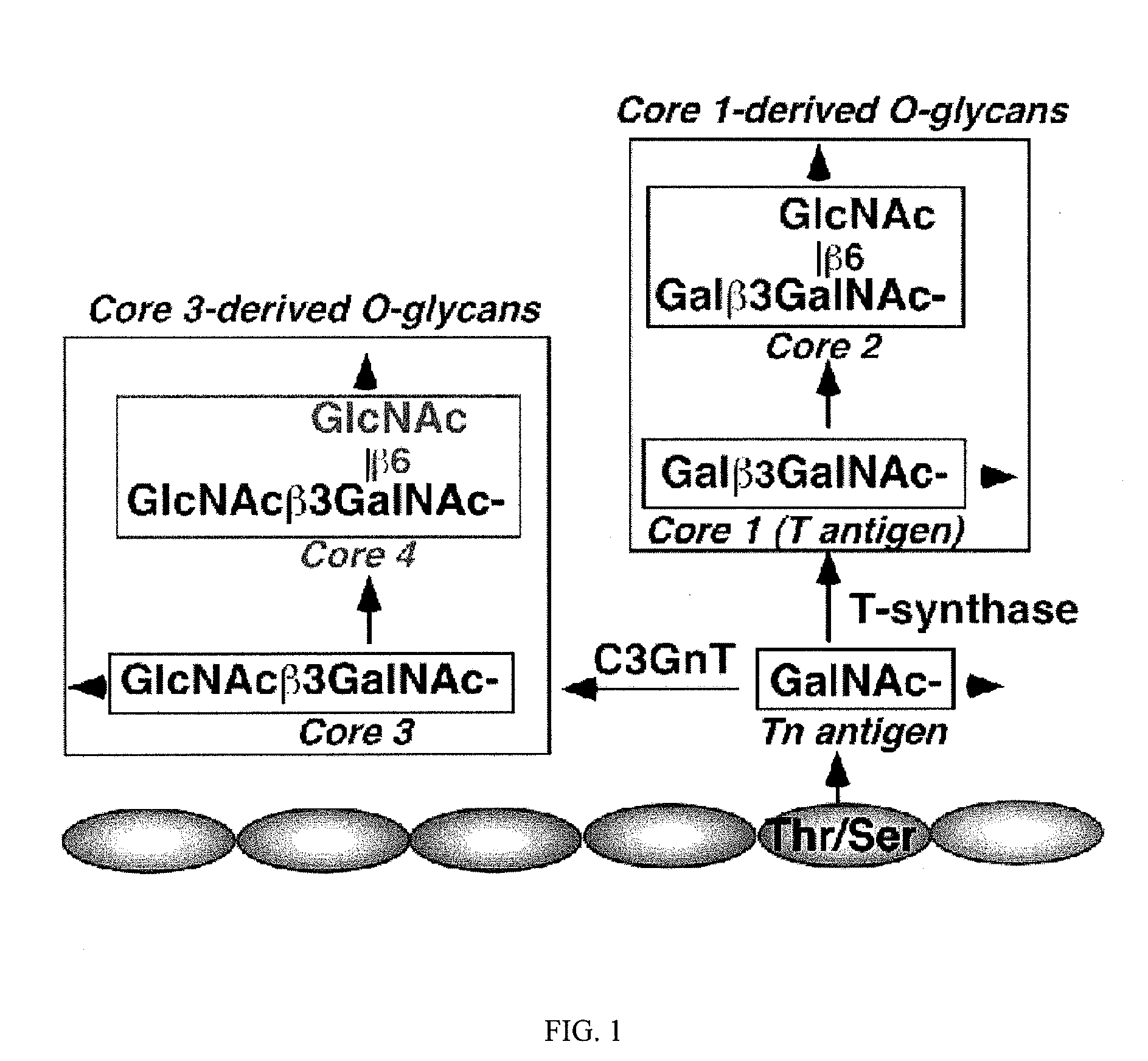 O-glycans in the treatment of inflammatory bowel disease and cancers