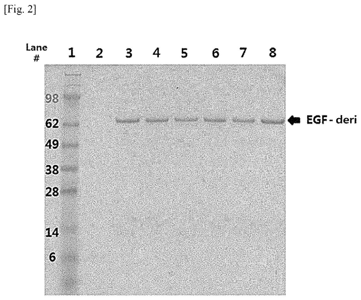 Modified EGF protein, production method therefor, and use thereof