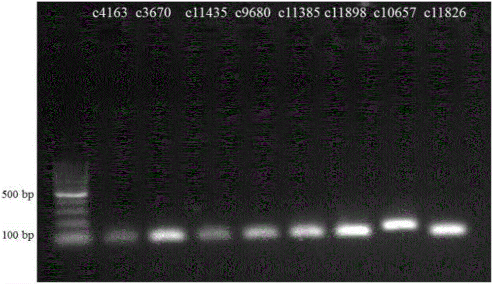 Antrodia cinnamomea housekeeping gene sequence, qRT-PCR (quantitative real-time polymerase chain reaction) amplification primer, amplification method and screening method