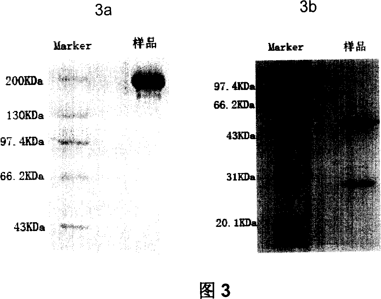 Platelet aggregation resistant chimeric monoclonal antibody and/or its fragment