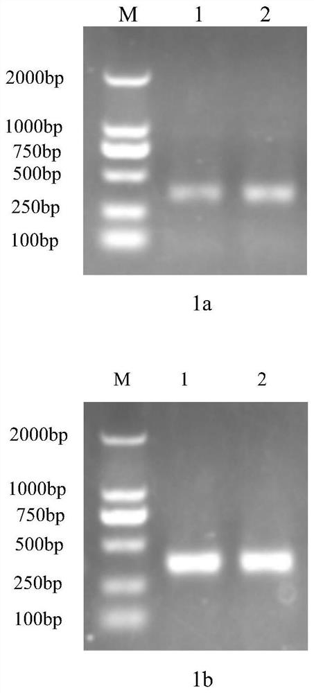 A kind of anti-African swine fever virus scfv antibody vh-vlλ6 and preparation method thereof