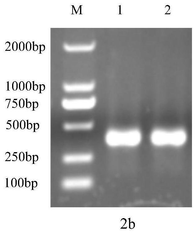 A kind of anti-African swine fever virus scfv antibody vh-vlλ6 and preparation method thereof